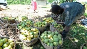 un fruit sans pareil, mangue Haitienne.
