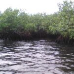 Au parc National des Trois Baies, des ONG locaux volent au secours des mangroves