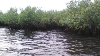 mangroves parc National des Trois Baies