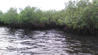mangroves parc National des Trois Baies