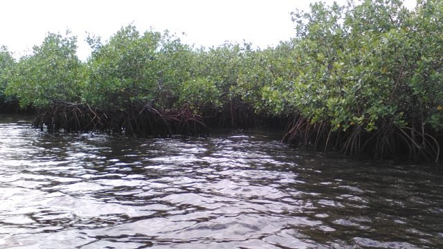 mangroves parc National des Trois Baies